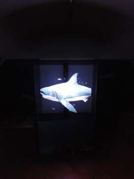 DEDIŠČINA HOLOGRAM